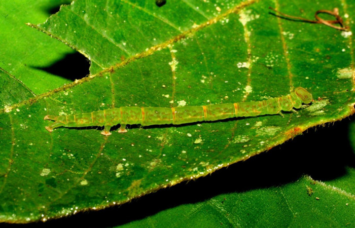 Figura 4. Lateral entero <i>Cyclopteryx niveinotata</i>, (Erebidae), en la planta <i>Inga sapindoides</i> (Fabaceae). Sector Pitilla. Pasmompa, (elevación 440 metros). Colectada 19 setiembre 2007. (07-SRNP-33297-DHJ430281.jpg).