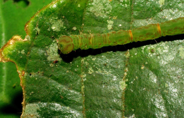 Figura 6. Cabeza <i>Cyclopteryx niveinotata</i>, (Erebidae), en la planta <i>Inga sapindoides</i> (Fabaceae). Sector Pitilla. Pasmompa, (elevación 440 metros). Colectada 23 junio 2018. (18-SRNP-31234-DHJ745429.jpg).