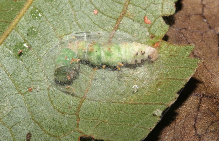 Figura 8. Prepupa <i>Cyclopteryx niveinotata</i>. (18-SRNP-31234-DHJ745777.jpg).