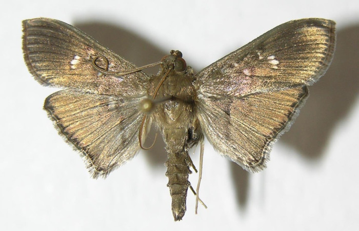 Figura. 12 Adulto <i>Microthyris</i> prolongalisDHJ02, (Crambidae), posición vista dorsal
entero. (06-SRNP-41458-DHJ345442)