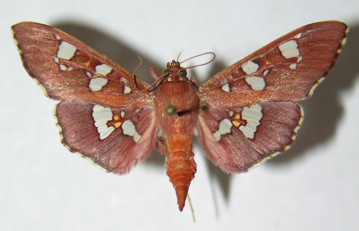 Figura. 14 Adulto <i>Phostria temida</i>, (Crambidae), posición vista dorsal
entero. (06-SRNP-41294-DHJ345998).