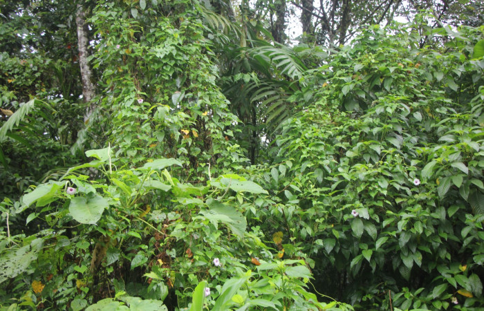 Figura. 1 Habitad, <i>Ipomoea batatas</i>, (convolvulaceae). Area de Conservación Guanacaste, Sector Rincón
Rain Forest, Selva, (elevación 410 metros), colectada el 14 de marzo 2024. Foto, Jorge Hernández.