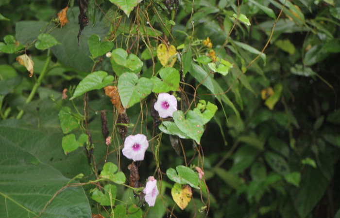 Figura. 2 Habitad, <i>Ipomoea batatas</i>, (convolvulaceae). Area de Conservación Guanacaste, Sector Rincón
Rain Forest, Selva, (elevación 410 metros), colectada el 14 de marzo 2024. Foto, Jorge Hernández.