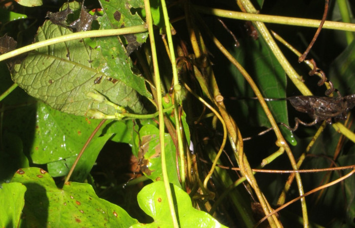Figura. 3 Posición de hojas , <i>Ipomoea batatas</i>, (convolvulaceae). Area de Conservación Guanacaste, Sector Rincón
Rain Forest, Selva, (elevación 410 metros), colectada el 14 de marzo 2024. Foto, Jorge Hernández.