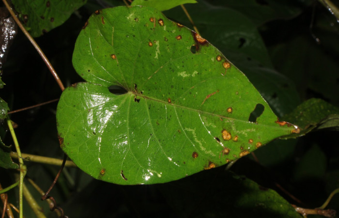 Figura. 4 Haz, <i>Ipomoea batatas</i>, (convolvulaceae). Area de Conservación Guanacaste, Sector Rincón
Rain Forest, Selva, (elevación 410 metros), colectada el 14 de marzo 2024. Foto, Jorge Hernández.