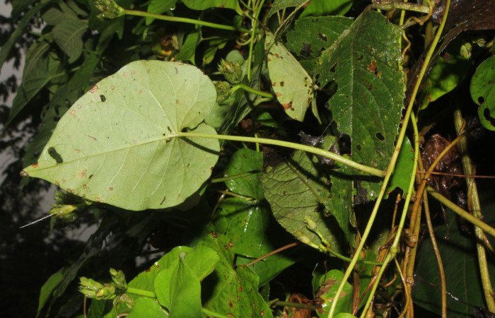 Figura. 5 Envés , <i>Ipomoea batatas</i>, (convolvulaceae). Area de Conservación Guanacaste, Sector Rincón
Rain Forest, Selva, (elevación 410 metros), colectada el 14 de marzo 2024. Foto, Jorge Hernández.