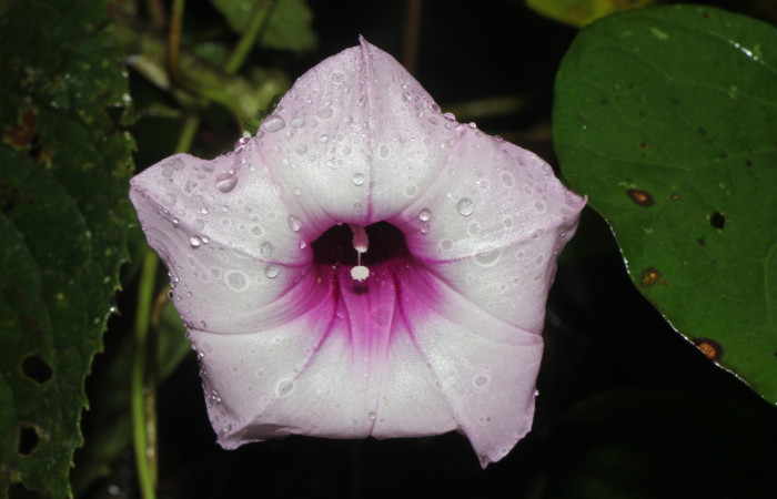 Figura. 6 Flor de frente , <i>Ipomoea batatas</i>, (convolvulaceae). Area de Conservación Guanacaste, Sector Rincón
Rain Forest, Selva, (elevación 410 metros), colectada el 14 de marzo 2024. Foto, Jorge Hernández.