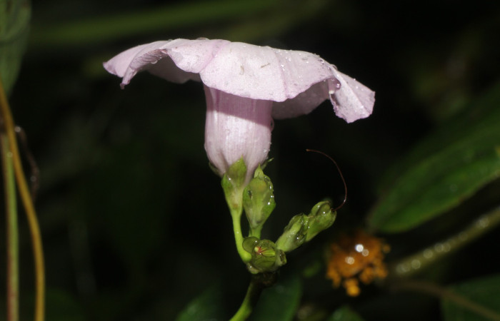 Figura. 7 Flor lateral, <i>Ipomoea batatas</i>, (convolvulaceae). Area de Conservación Guanacaste, Sector Rincón
Rain Forest, Selva, (elevación 410 metros), colectada el 14 de marzo 2024. Foto, Jorge Hernández.