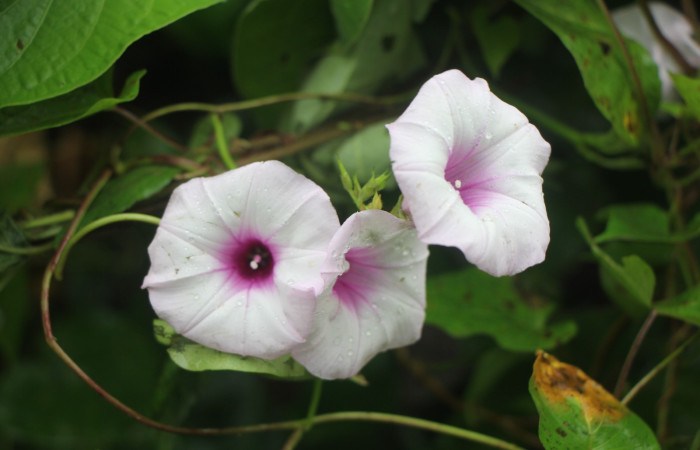Figura. 8 Flores de frente , <i>Ipomoea batatas</i>, (convolvulaceae). Area de Conservación Guanacaste, Sector Rincón
Rain Forest, Selva, (elevación 410 metros), colectada el 14 de marzo 2024. Foto, Jorge Hernández.