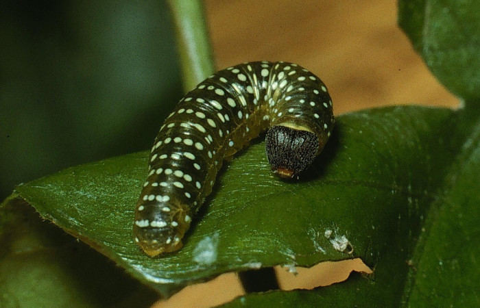 Figura. 9 Larva <i>Pellicia dimidiata</i>, (Hesperiidae), posición dorsal entero
alimentándose en <i>Ipomoea batatas</i>, (Convolvulaceae). (93-SRNP-6958-DHJ33154).