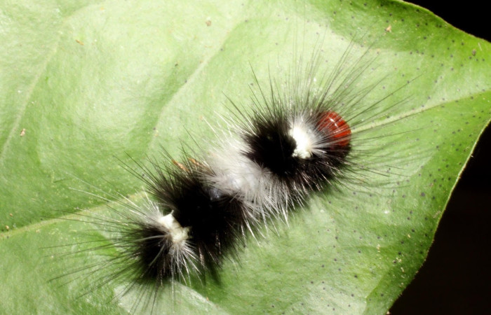 Fig.10 Larva <i>Scaptius vinasia</i>, (Erebidae), se alimenta <i>Eugenia truncata</i>, (Myrtaceae), mostrando la parte dorsal entero, Sector Cacao. Voucher: 10-SRNP-35103-DHJ472305.jpg.