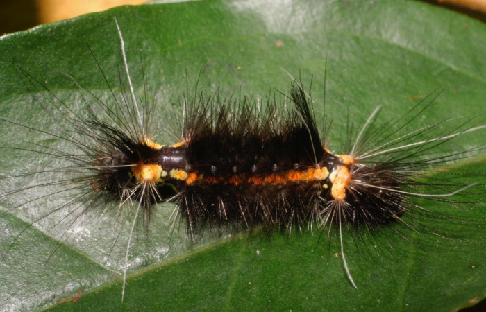Fig.11 Larva <i>Scaptius obscurata</i>, (Erebidae), se alimenta  <i>Eugenia basilaris</i>, (Myrtaceae), mostrando la parte dorsal entero, Brasilia. Voucher: 08-SRNP-66146-DHJ449901.jpg.
