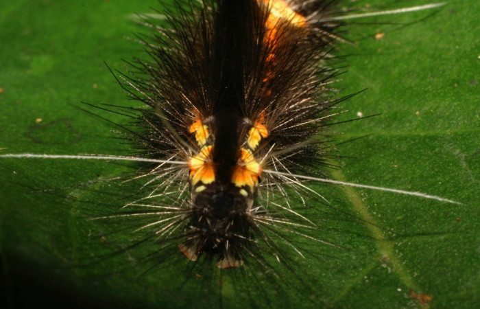 Fig.12 Larva <i>Scaptius obscurata</i>, (Erebidae), se alimenta  <i>Eugenia basilaris</i>, (Myrtaceae), mostrando la parte trasera, Brasilia. Voucher: 08-SRNP-66146-DHJ449902.jpg.
