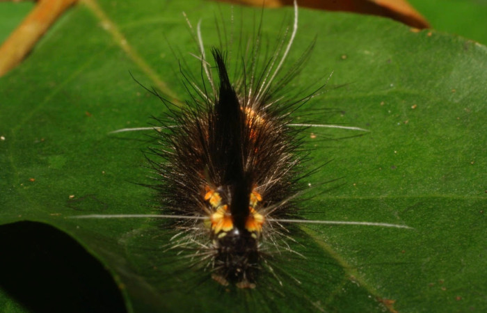 Fig.13 Larva <i>Scaptius obscurata</i>, (Erebidae), se alimenta <i>Eugenia basilaris</i>, (Myrtaceae), mostrando la parte cabeza, Brasilia. Voucher: 08-SRNP-66146-DHJ449904.jpg.