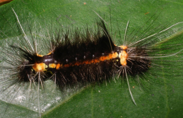 Fig.14 Larva <i>Scaptius obscurata</i>, (Erebidae), se alimenta <i>Eugenia basilaris</i>, (Myrtaceae), mostrando la parte dorsal entero, Brasilia. Voucher: 08-SRNP-66146-DHJ449905.jpg.