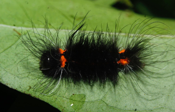 Fig.15 Larva <i>Scaptius obscurata</i>, (Erebidae), se alimenta  <i>Eugenia basilaris</i>, (Myrtaceae), mostrando la parte dorsal entero, Estación Wege. Voucher: 17-SRNP-26527_DHJ731098.jpg.