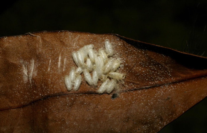 Fig.16 Capullos de la familia Braconidae, <i>Parapanteles</i> Whitfield19, parásito del Erebidae, <i>Scaptius obscurata</i>, se alimenta <i>Myrcia splendens</i>. familia (Myrtaceae). Santa Rosa. Voucher: 05-SRNP-25171-DHJ415454.jpg.