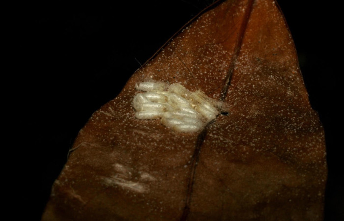 Fig.17 Capullos de la familia Braconidae, <i>Parapanteles</i> Whitfield19, parásito del Erebidae, <i>Scaptius obscurata</i>, se alimenta <i>Myrcia splendens</i>. familia (Myrtaceae), Santa Rosa. Voucher: 05-SRNP-25171-DHJ415455.jpg.