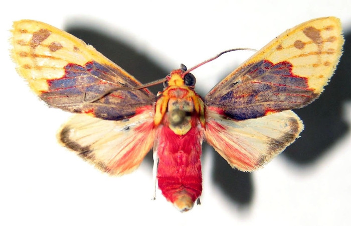 Fig.1 Adulto <i>Scaptius obscurata</i>, Erebidae, macho mostrando la parte dorsal. Voucher: 03-SRNP-1219-DHJ92358.