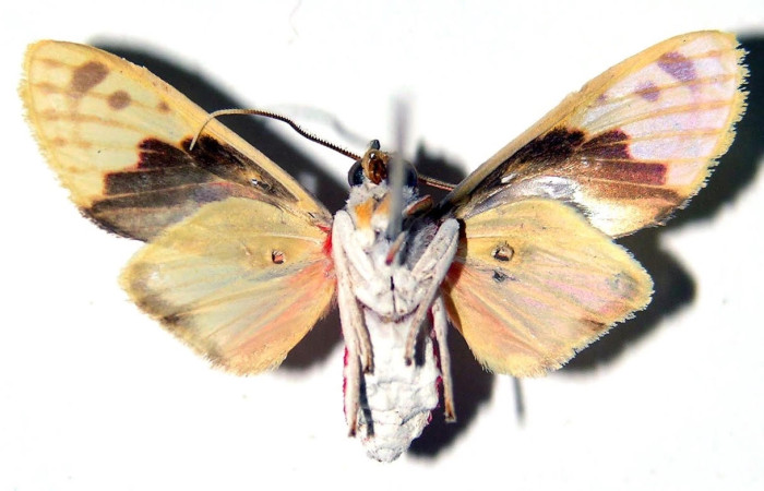 Fig.2 Adulto <i>Scaptius obscurata</i>, Erebidae, macho mostrando la parte ventral. Voucher: 03-SRNP-1219-DHJ92359.