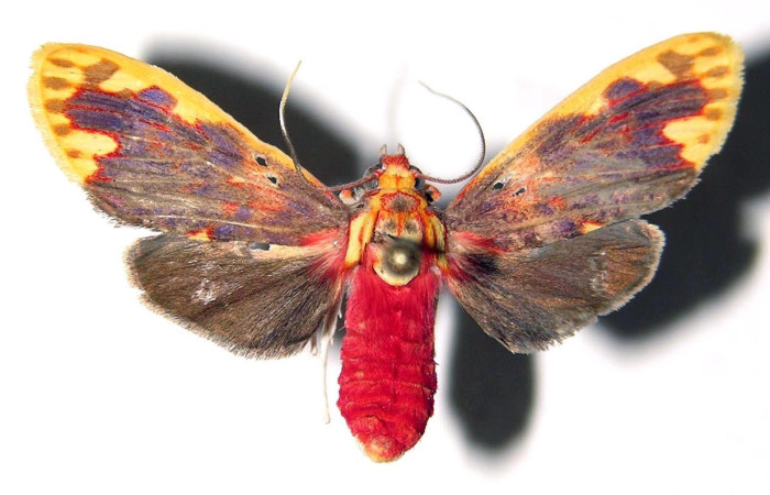 Fig.3 Adulto <i>Scaptius obscurata</i>, Erebidae, hembra mostrando la parte dorsal. Voucher: 03-SRNP-1221-DHJ92356.