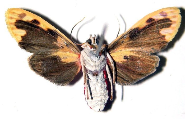 Fig.4 Adulto <i>Scaptius obscurata</i>, Erebidae, hembra mostrando la parte ventral. Voucher: 03-SRNP-1221-DHJ92357.