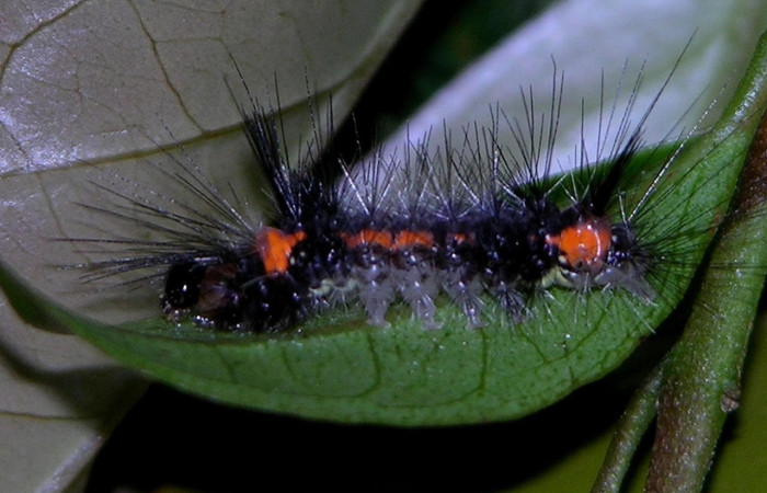 Fig.5 Larva <i>Scaptius obscurata</i>, (Erebidae), se alimenta <i>Eugenia basilaris</i>, (Myrtaceae), mostrando la parte lateral entero, Estación Los Almendros.Voucher: 05-SRNP-24676-DHJ409259.jpg.
