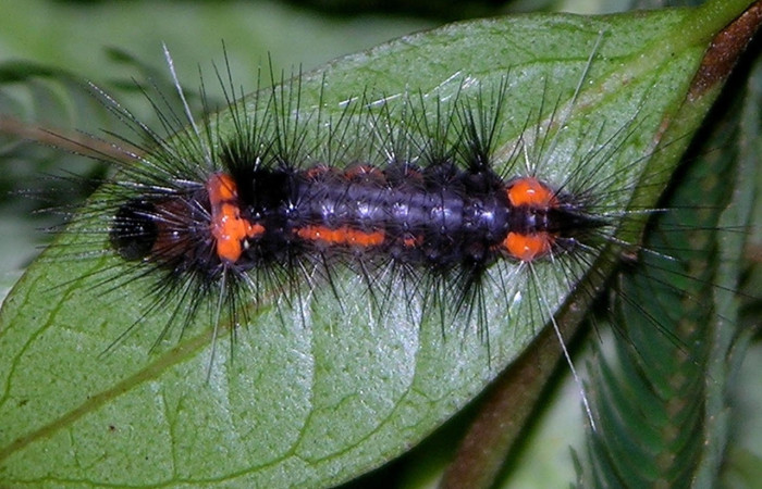 Fig.6 Larva <i>Scaptius obscurata</i>, (Erebidae), se alimenta <i>Eugenia basilaris</i>, (Myrtaceae), mostrando la parte espalda entero, Estación Los Almendros. Voucher: 05-SRNP-24676-DHJ409260.jpg. entero.Voucher: 05-SRNP-24676-DHJ409260.jpg.