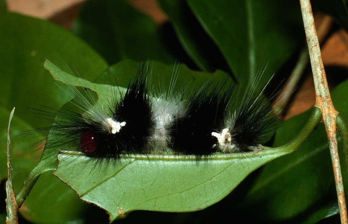 Fig.7 Larva <i>Scaptius vinasia</i>, (Erebidae), se alimenta <i>Eugenia basilaris</i>, (Myrtaceae), mostrando la parte lateral entero.Voucher: 02-SRNP-19716-DHJ70167.jpg.