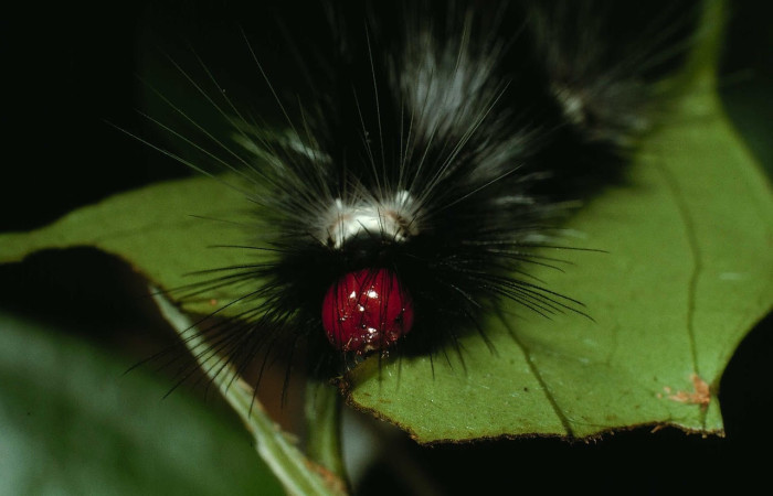 Fig.8 Larva <i>Scaptius vinasia</i>, (Erebidae), se alimenta <i>Eugenia basilaris</i>, (Myrtaceae), mostrando la parte face.Voucher: 02-SRNP-19716-DHJ70173.jpg.