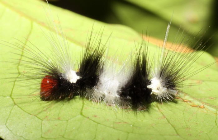 Fig.9 Larva <i>Scaptius vinasia</i>, (Erebidae), se alimenta <i>Eugenia truncata</i>, (Myrtaceae), mostrando la parte lateral entero, Sector Cacao. Voucher: 10-SRNP-35103-DHJ472304.jpg.