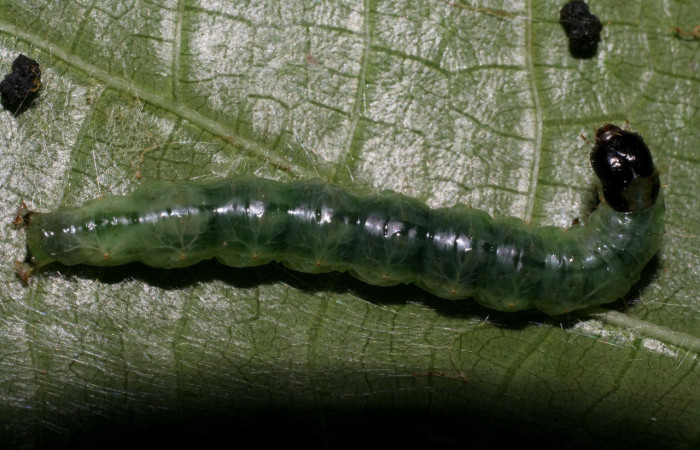 Figura 3. <i>Pantographa expansalis</i>. (Crambidae). Vista dorsal, último estadio. Voucher. 06-SRNP-23333-DHJ424906.