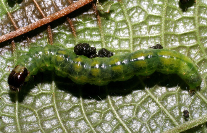 Figura 11. <i>Pantographa</i> expansalisDHJ02, (Crambidae). Vista lateral. Voucher. 06-SRNP-23381-DHJ424923.