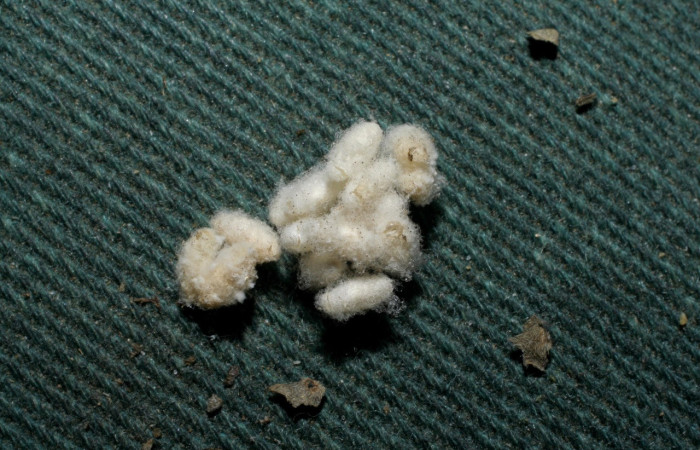 Figura 6. Capullos de parásitos puestos en <i>Pantographa expansalis</i>. Capullos de parásitos Diolcogaster Choi09 de la familia Braconidae, Voucher. 06-SRNP-42584- DHJ436636.