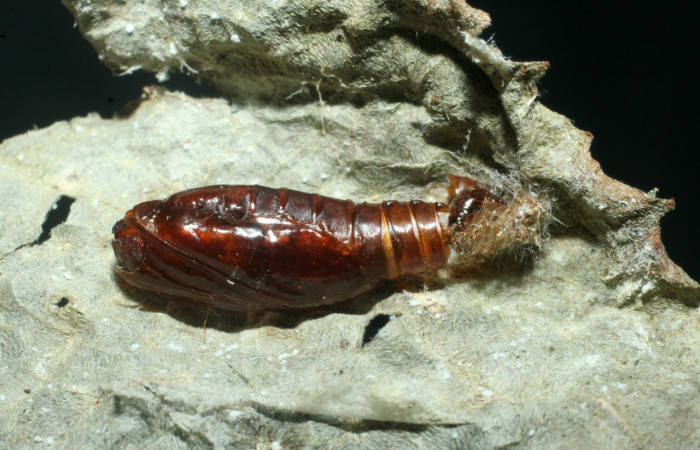 Figura 8.Pupa de <i>Pantographa expansalis</i>. (Crambidae).; junto a ella pupario del parásito <i>Cordyligaster fuscipennis</i>, de la familia Tachinidae (mosca). Voucher. 07-SRNP-40768-DHJ452824.
