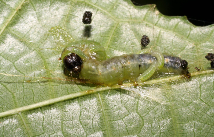 Figura 5.  Larvitas de parásitos pues en <i>Pantographa expansalis</i>, (Crambidae). Vista lateral. Voucher. 07-SRNP-42429- DHJ431014.