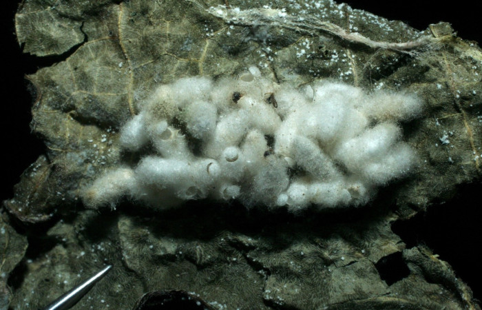 Figura 7. Capullos de parásitos Diolcogaster Choi09 de la familia Braconidae,puestos en  <i>Pantographa expansalis</i>,  (Crambidae). Vista lateral Voucher. 08-SRNP-40711- DHJ453458.