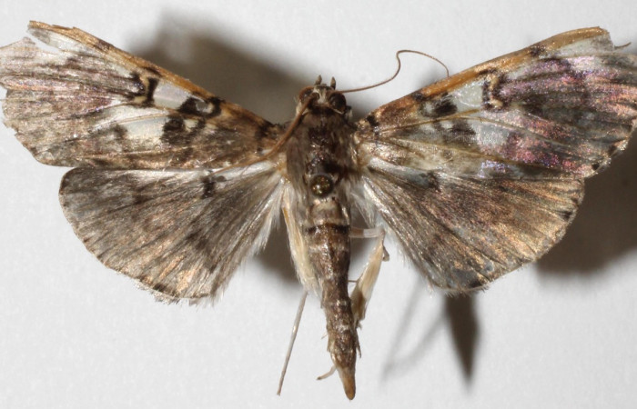 Figura 12.Adulto de <i>Pantographa</i> expansalisDHJ02, (Crambidae). Vista dorsal. Voucher. 18-SRNP-45663- DHJ941310.