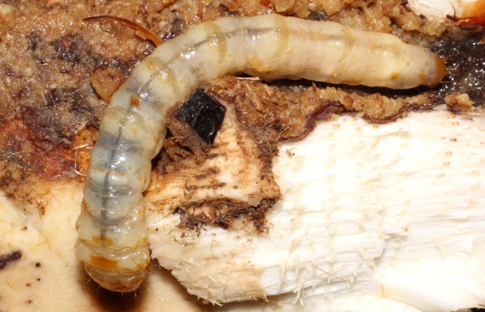 Fig. 12 Última fase de <i>Prometheus columbina</i> (Castniidae); en el interior de <i>Bromelia pinguin</i> (Bromeliaceae). (22-SRNP-21581-DHJ774961).
