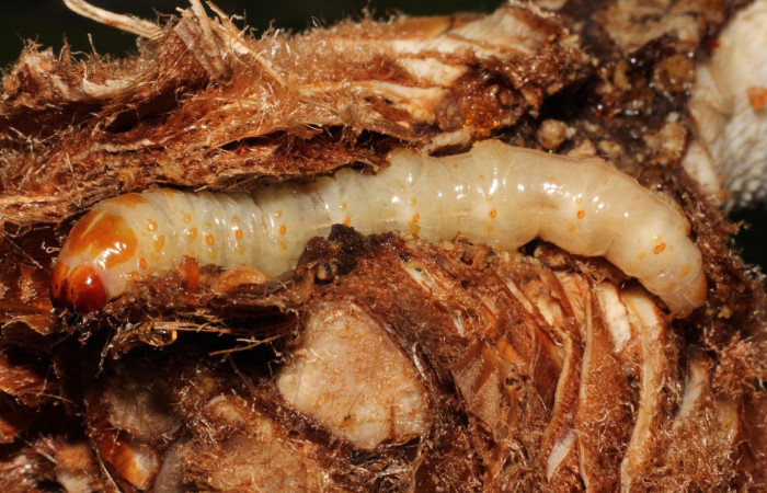 Fig. 13 Último estadio de <i>Prometheus columbina</i> (Castniidae); sobre tallo de <i>Bromelia pinguin</i> (Bromeliaceae). (22-SRNP-21742-DHJ774995).