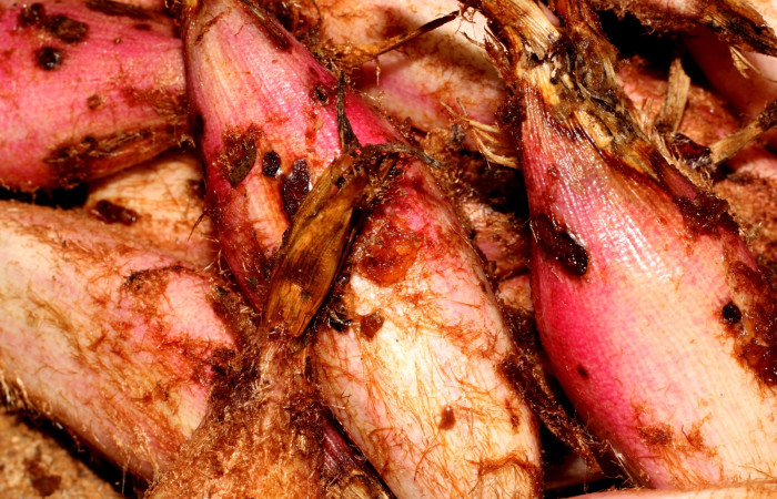 Fig. 14 Frutos de <i>Bromelia pinguin</i> (Bromeliaceae); en el fondo de un recipiente para alimento de <i>Prometheus columbina</i> (Castniidae). (22-SRNP-21742-DHJ774995).