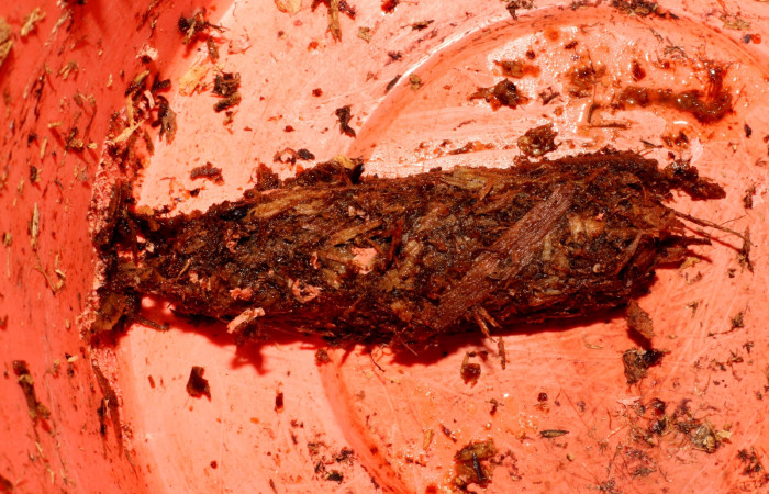 Fig. 15 Capullo de <i>Prometheus columbina</i> (Castniidae) recientemente formado (22-SRNP-21585-DHJ775018).