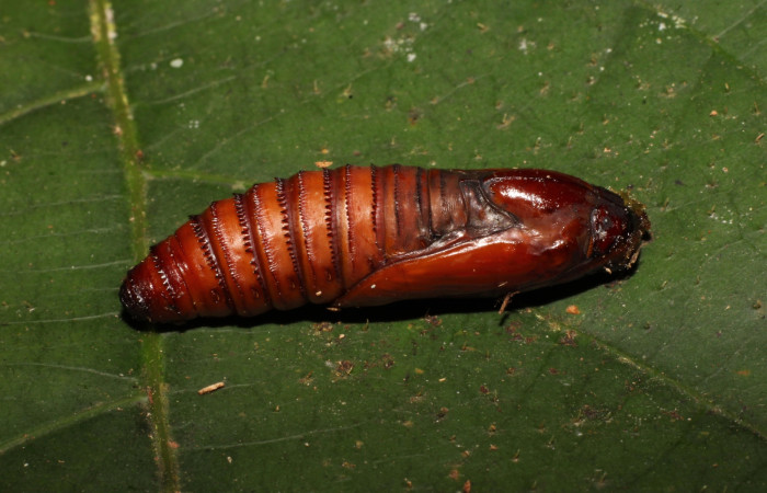 Fig. 18 Muestra de una pupa de <i>Prometheus columbina</i> (Castniidae) afuera del capullo (22-SRNP-21585-DHJ775021).