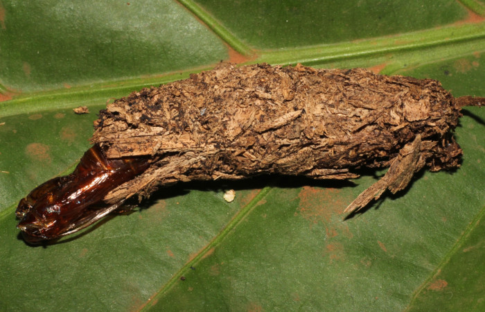 Fig. 20 Pupa vacía de <i>Prometheus columbina</i> (Castniidae). (22-SRNP-21510-DHJ775065)