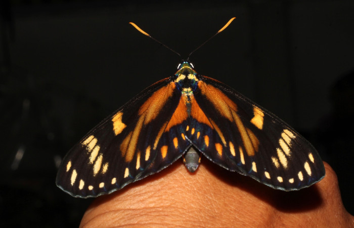 Fig. 22 <i>Prometheus columbina</i> (Castniidae). Puesta en mi mano para tomar su posición dorsal (22-SRNP-21510-DHJ775064).