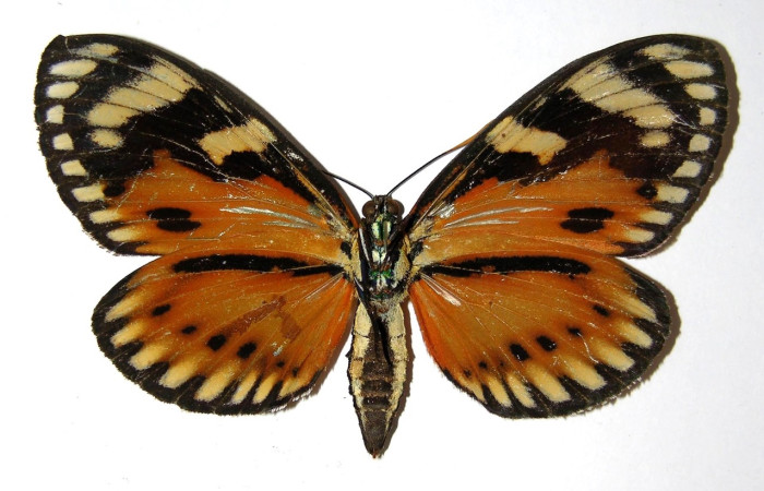 Fig. 24 Posición ventral de hembra <i>Prometheus columbina</i> (Castniidae). (93-SRNP-2458-DHJ331815).