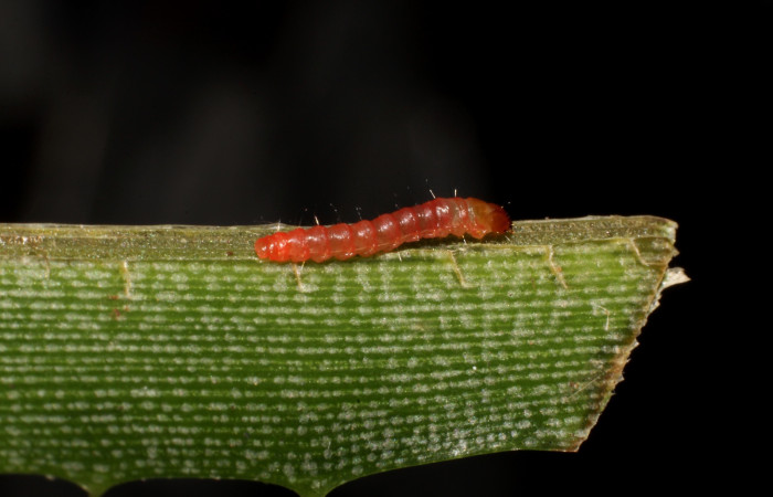 Fig. 4 Muestra de la primer fase de <i>Prometheus columbina</i> (Castniidae). (22-SRNP-20992-DHJ774705).
