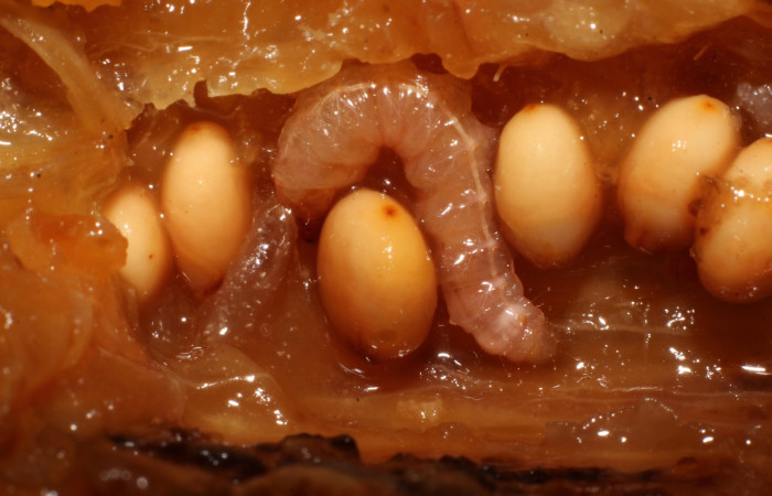 Fig. 5 Segunda etapa de <i>Prometheus columbina</i> (Castniidae); alimentándose de frutos de <i>Bromelia pinguin</i> (Bromeliaceae). (22-SRNP-20992-DHJ774841).