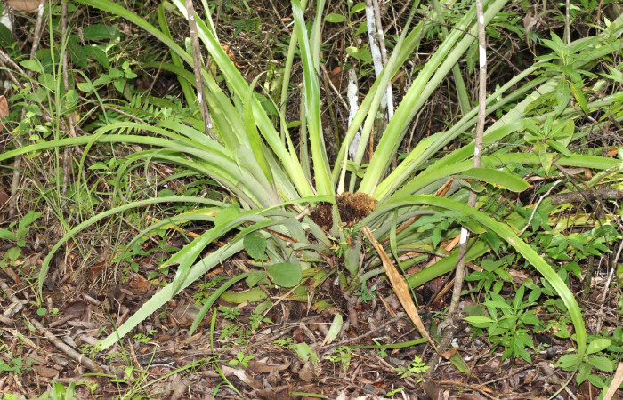 Fig. 7 Tallo de <i>Bromelia pinguin</i> (Bromeliaceae) con orugas de <i>Prometheus columbina</i> (Castniidae). (22-SRNP-21581-DHJ774955).