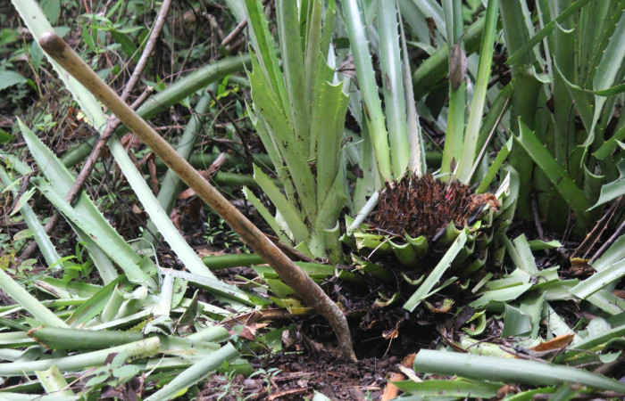 Fig. 9 Tallo de <i>Bromelia pinguin</i> (Bromeliaceae); lleno de frutos, en su interior <i>Prometheus columbina</i> (Castniidae). (22-SRNP-21583-DHJ774966).
